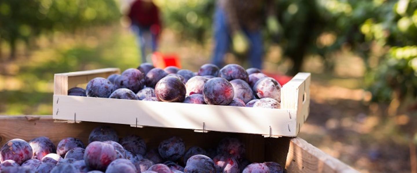 maitre prunille couv